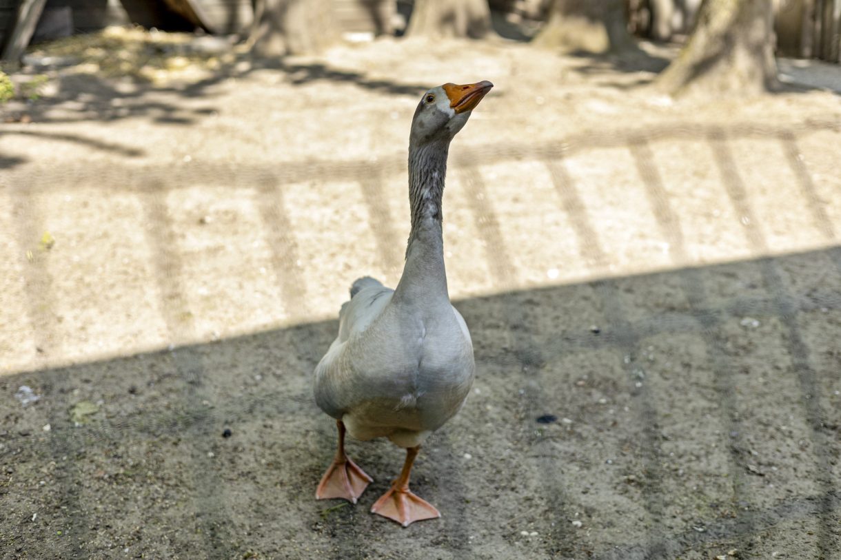 Te koop: Foto Woonhuis aan de Kapelstraat 34 in Maasbommel